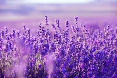 Lavendel