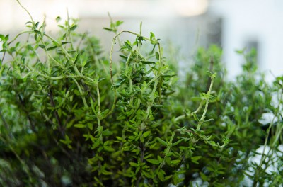 Thyme